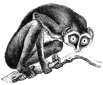 Slender loris, Loris tardigradus