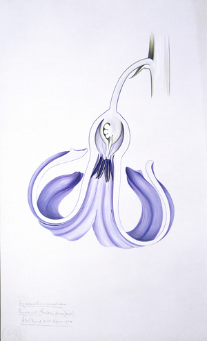 Hyacinthus orientalis