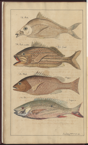 Lindsay Drawings Vol. VII, 1, 1760-1780s (w/c on paper)