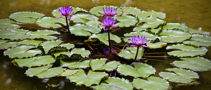 Waterlilies, 2016 (photo)