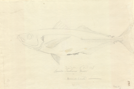 Trachurus declivis