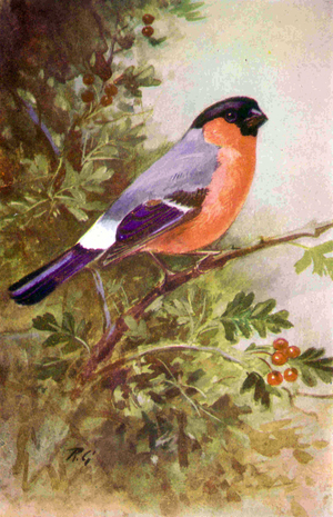 1950s UK Bullfinchs Book Plate, 1950s (print)