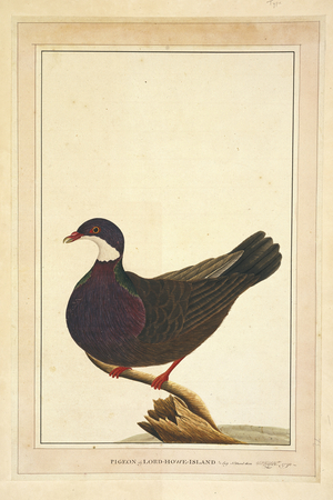 Columba vitiensis