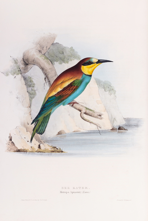 Bee-eater, 1832-1837 (Plate)