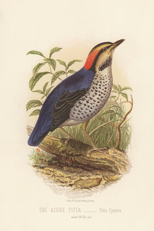 The Azure Pitta, Pitta Cyanea (colour litho)