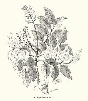 Central America: Balsam-plant (engraving)