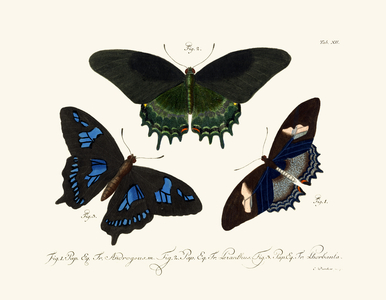 Butterflies, 1783-1806 (coloured engraving)