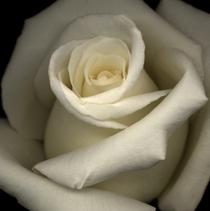 White Rose (photo)