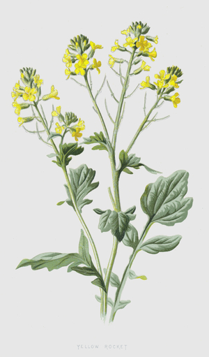 Yellow Rocket (chromolitho)