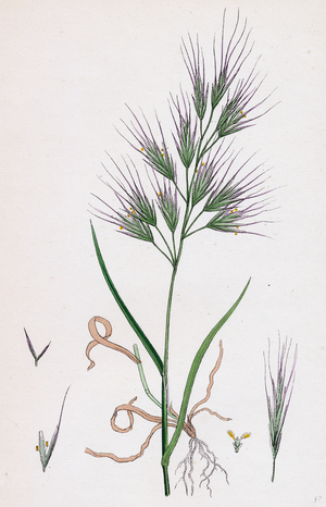 Bromus Madritensis Upright Annual Brome-Grass