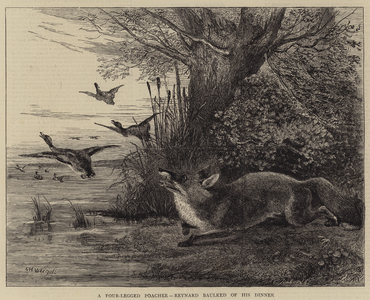 A Four-Legged Poacher, Reynard baulked of his Dinner (engraving)