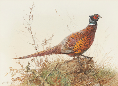Study of a Pheasant (watercolour)