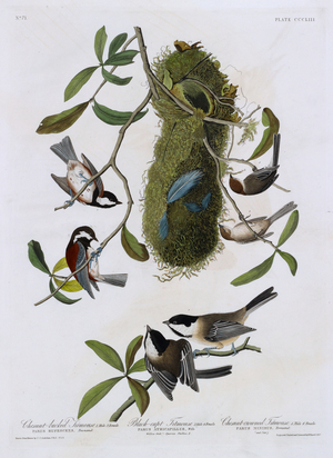 Six birds. Colour Illustration by Audubon; Chesnut-backed Titmouse, Black-capt Titmouse and Chesnut-crowned Titmouse.