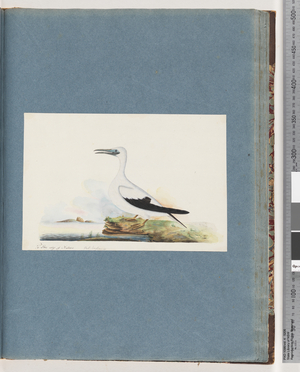 Page 91. Unidentified bird. Pel. borssanus (w/c on paper)