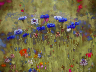 Cornflower Blue, 2020  (manipulated photography)