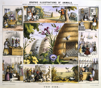 Wild and Honey Bees: Honey: Wax: Light: Wax-works. Hand-coloured lithograph published London c1850. From Graphic Illustrations of Animals and Their Utility to Man
