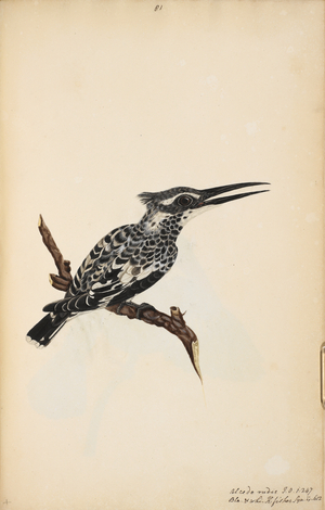 Pied Kingfisher
'Ceryle rudis'