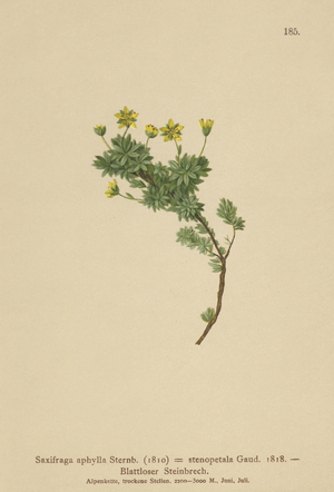 Saxifraga (Saxifraga aphylla, Saxifraga stenopetala) (colour litho)