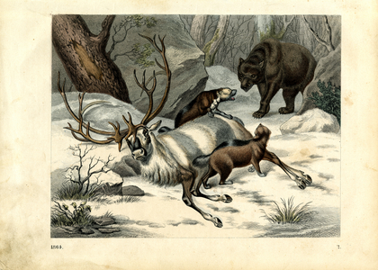 Predators Hunting Reindeer in Northern Winter Landscape (engraving)