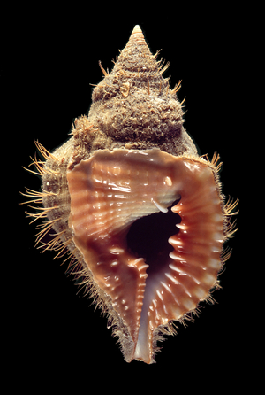 shell
