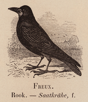 Le Vocabulaire Illustre: Freux; Rook; Saatkrahe (engraving)