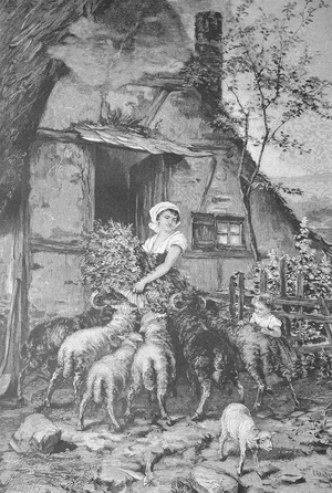 Obtrusive sheep in the feeding of the animals