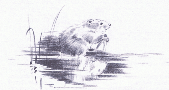 Water Vole, from Wanderers of the Field pub.by Routledge and Kegan Paul, 1959 (litho)