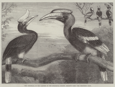 The Hornbills, in the Garden of the Zoological Society, Regent's Park (engraving)