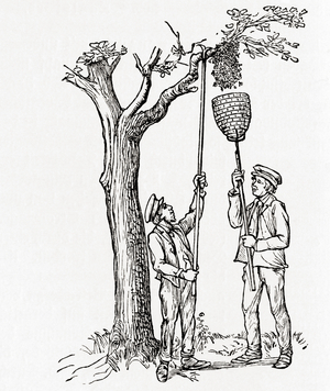 Beekeepers capturing a swarm of bees, from Meyers Lexicon, pub. 1924 (print)