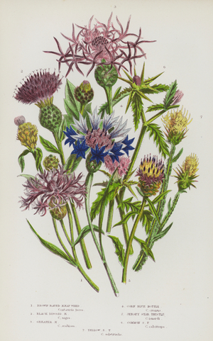 The Flowering Plants of Great Britain, c.1880 (litho)