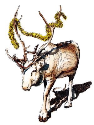Christmas Reindeer on White, 2020, (pen and ink)