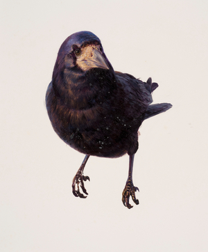 Study of a raven (oil on paper)