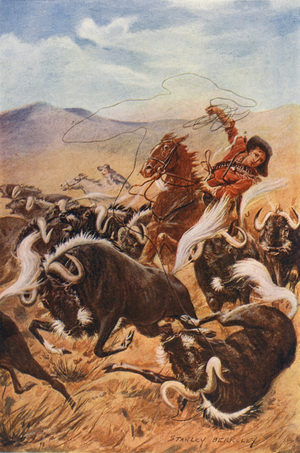 Cowboy lassoing muskoxen (colour litho)