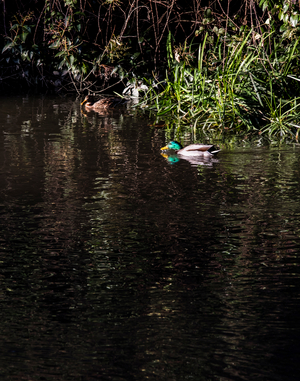 Toulouse, Bassin des filtres, Pair of ducks, 2024 (photo)