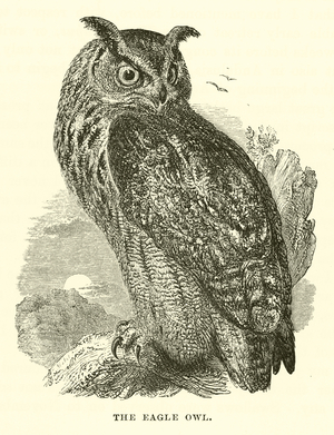 The Eagle Owl (engraving)