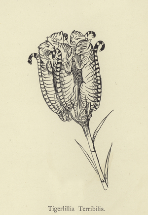 Tigerlillia Terribilis (engraving)