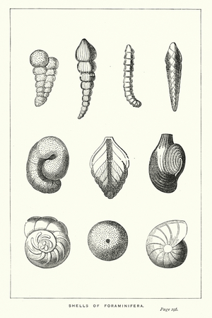 Shells of Foraminifera (engraving)