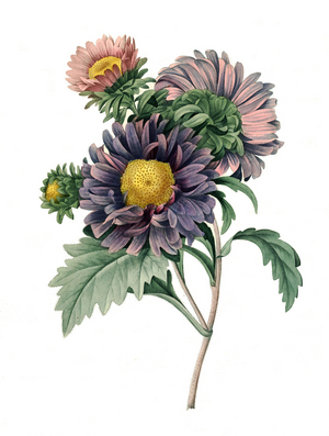 Aster chilensis, Symphyotrichum chilense, Digitally prepared reproduction of a watercolour drawing from 1827