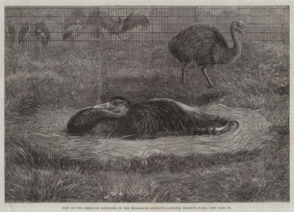 Nest of the American Ostriches in the Zoological Society's Gardens, Regent's Park (engraving)