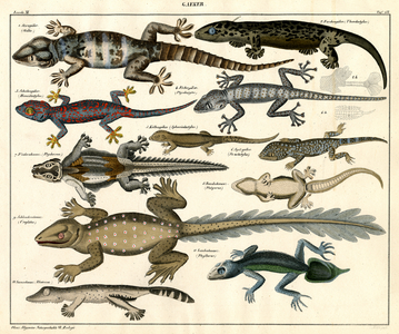Various Gecko Species (print)