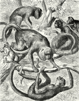 American monkeys (engraving)