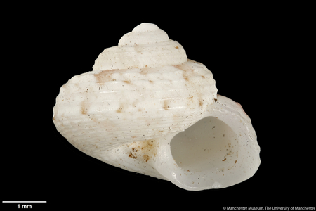 Minolia agapeta, 1896 (shell)