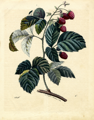 Raspberry with Fruits and Leaves (hand-coloured litho)