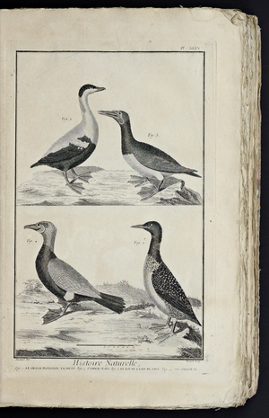 Recueil de planches, sur les sciences, les arts libéraux, et les arts méchaniques, avec leur explication by Diderot, Denis, 1762 (print)