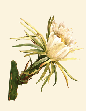 Hylocereus undatus (Haw) Britton & Rose