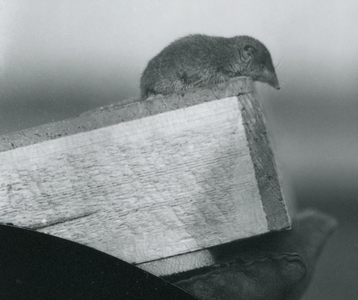 A White-toothed Shrew looking down over the edge of a wooden box, held by a keeper's gloved hand, London Zoo, April 1917 (b/w photo)