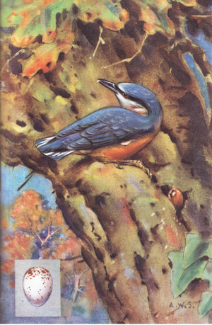 Nuthatch (colour litho)