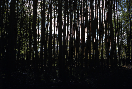 The gardens of Villa Katsura, Kyoto, Japan (photo)