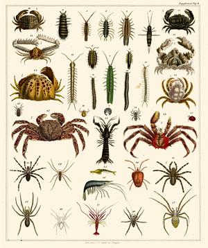 Crabs, Spiders and Arthropods (print)