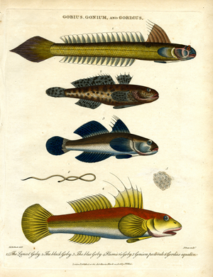 Gobius;Gonium and Gordius: Gobies and Hairworm, 1810 (print)